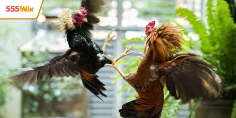 Luật chơi chuẩn quốc tế dành cho người mới